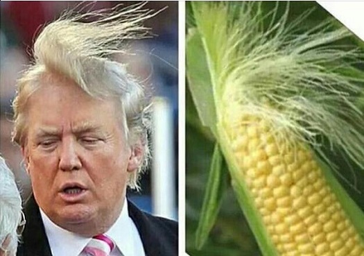 Trump corn silk.jpg